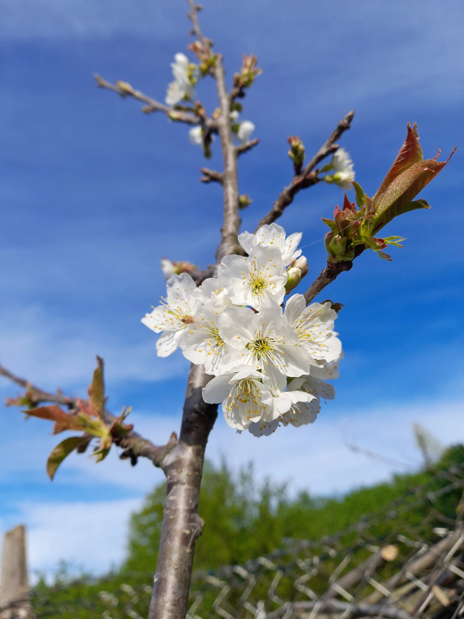 YUNUSBABA'nın ÇİFTLİĞİ