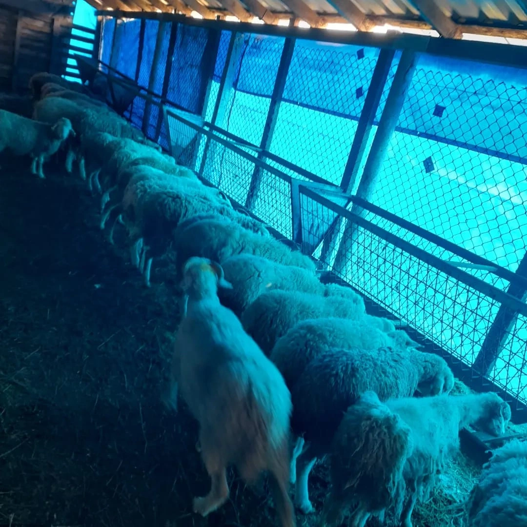 YUNUSBABA'nın ÇİFTLİĞİ