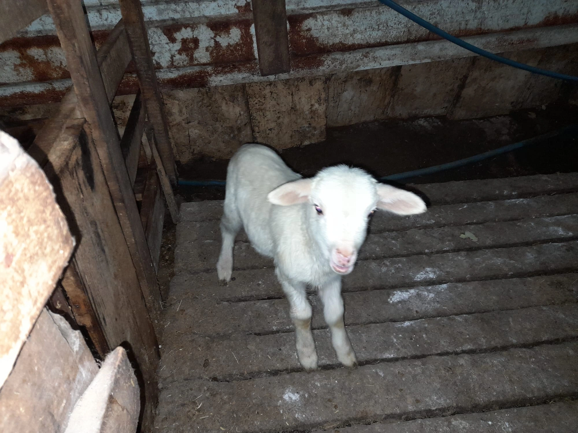 YUNUSBABA'nın ÇİFTLİĞİ