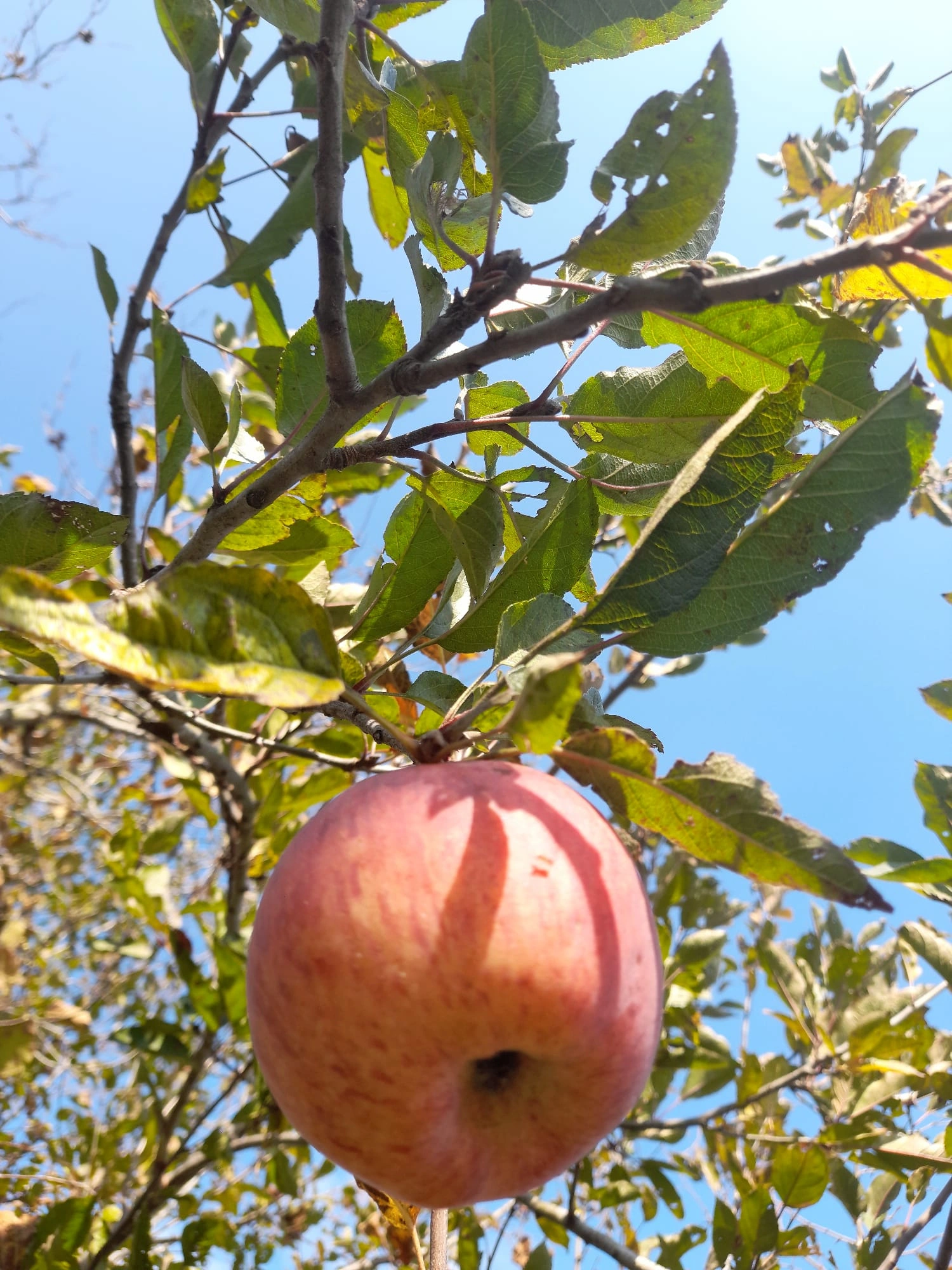 YUNUSBABA'nın ÇİFTLİĞİ