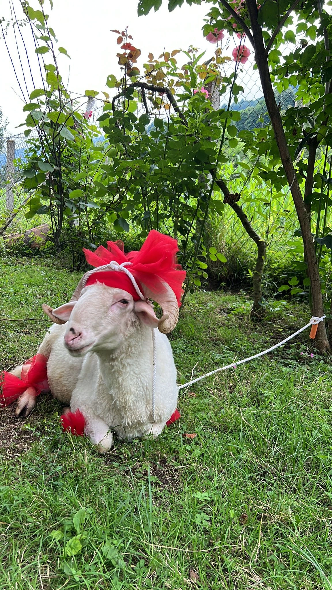 YUNUSBABA'nın ÇİFTLİĞİ