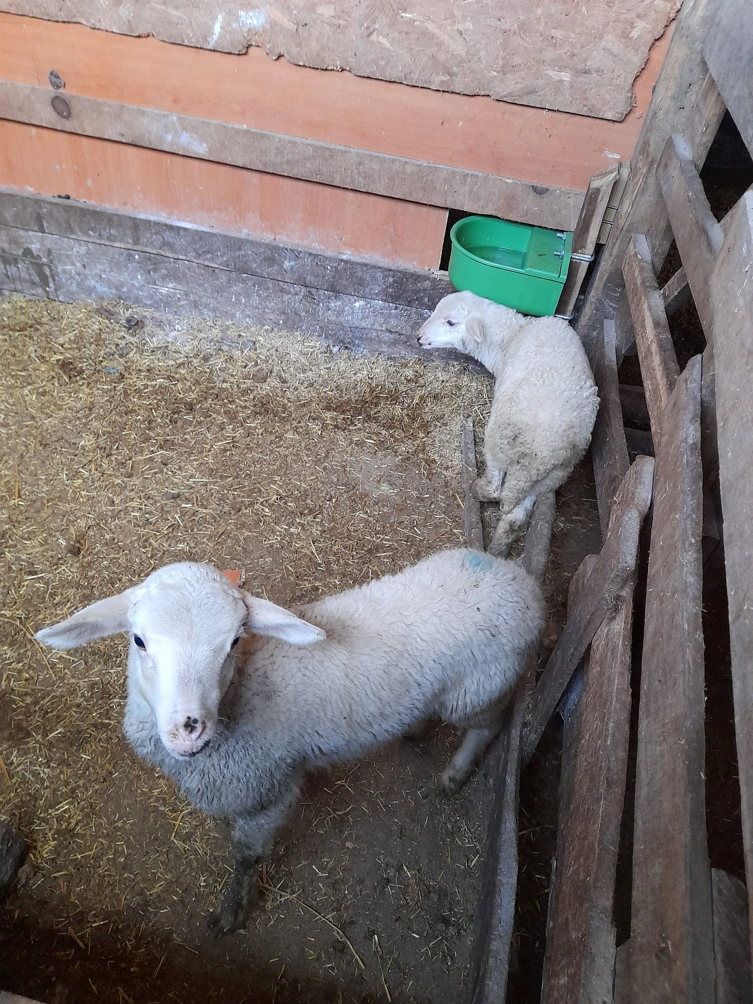 YUNUSBABA'nın ÇİFTLİĞİ